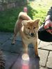 Shiba Hund