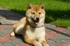 Shiba Hund