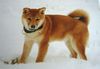 Shiba Hund