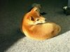 Shiba Hund