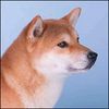 Shiba Hund