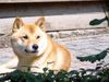 Shiba Hund