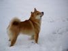 Shiba Hund