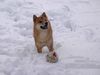 Shiba Hund