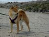 Shiba Hund