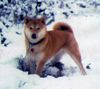 Shiba Hund