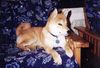 Shiba Hund