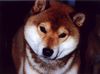 Shiba Hund