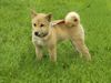 Shiba Hund