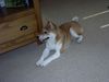 Shiba Hund