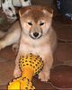 Shiba Hund