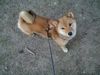 Shiba Hund