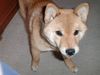 Shiba Hund