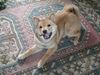 Shiba Hund