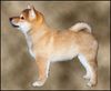 Shiba Hund