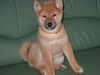 Shiba Hund