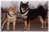 Shiba Hund