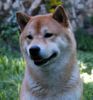 Shiba Hund