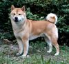 Shiba Hund