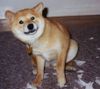 Shiba Hund