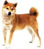 Shiba Hund