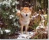 Shiba Hund