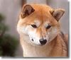 Shiba Hund