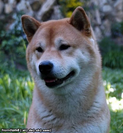 Shiba Shiba Inu Rüde Aikan