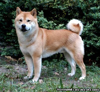 Shiba Buraikan Haito Inu of Yama, genannt Aikan, ein stattlicher Rüde im Alter von 4 Jahren. 