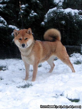 Shiba ShibaInu Hündin mehrfach prämiert - Zauber Prima Nova