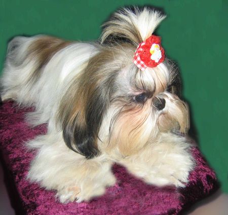 Shih Tzu