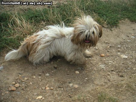 Shih Tzu Speedy