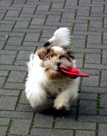 Shih Tzu