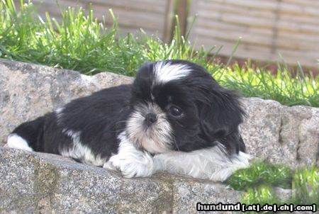 Shih Tzu