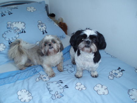 Shih Tzu Stella und Chiara 