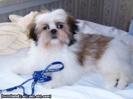 Shih Tzu Gigi beim 