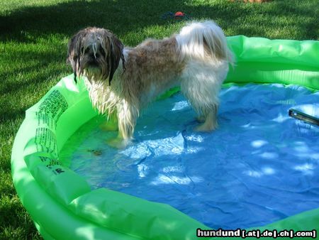 Shih Tzu Hundesommer