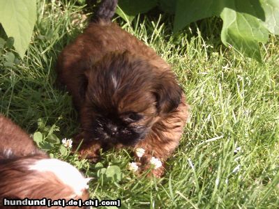 Shih Tzu Knuddellöwchen