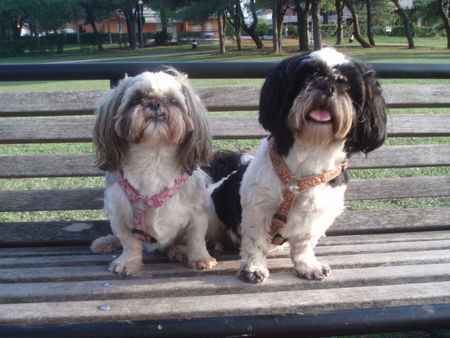 Shih Tzu Stella und Chiara auf der Bank im Urlaub in Italien