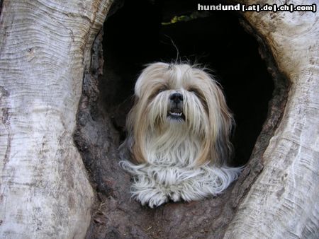 Shih Tzu speedy