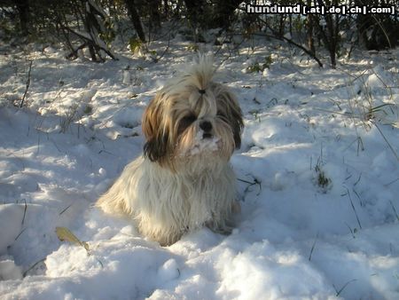 Shih Tzu Speedy