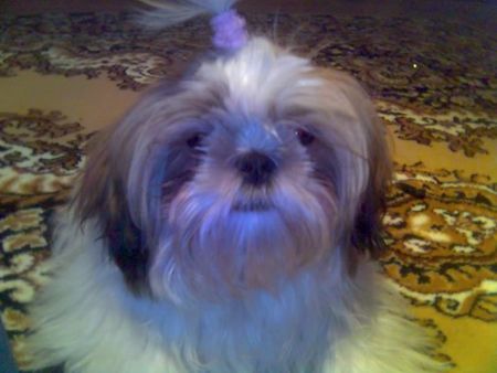 Shih Tzu hallo