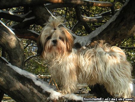 Shih Tzu Speedy