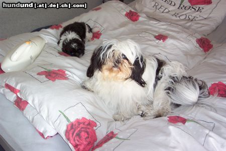 Shih Tzu Big Food & Little Food