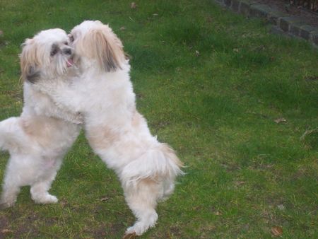 Shih Tzu Unsere Jessy