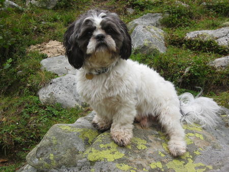 Shih Tzu Max am Berg