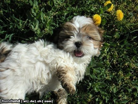 Shih Tzu Speedy