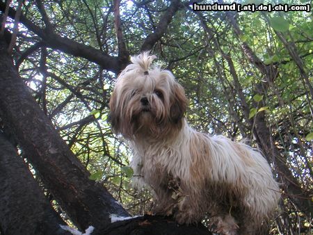 Shih Tzu Speedy