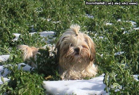 Shih Tzu Speedy