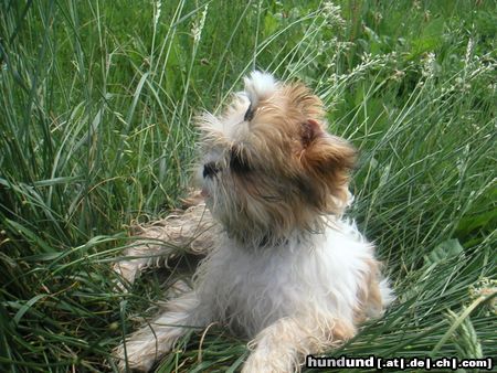 Shih Tzu Speedy